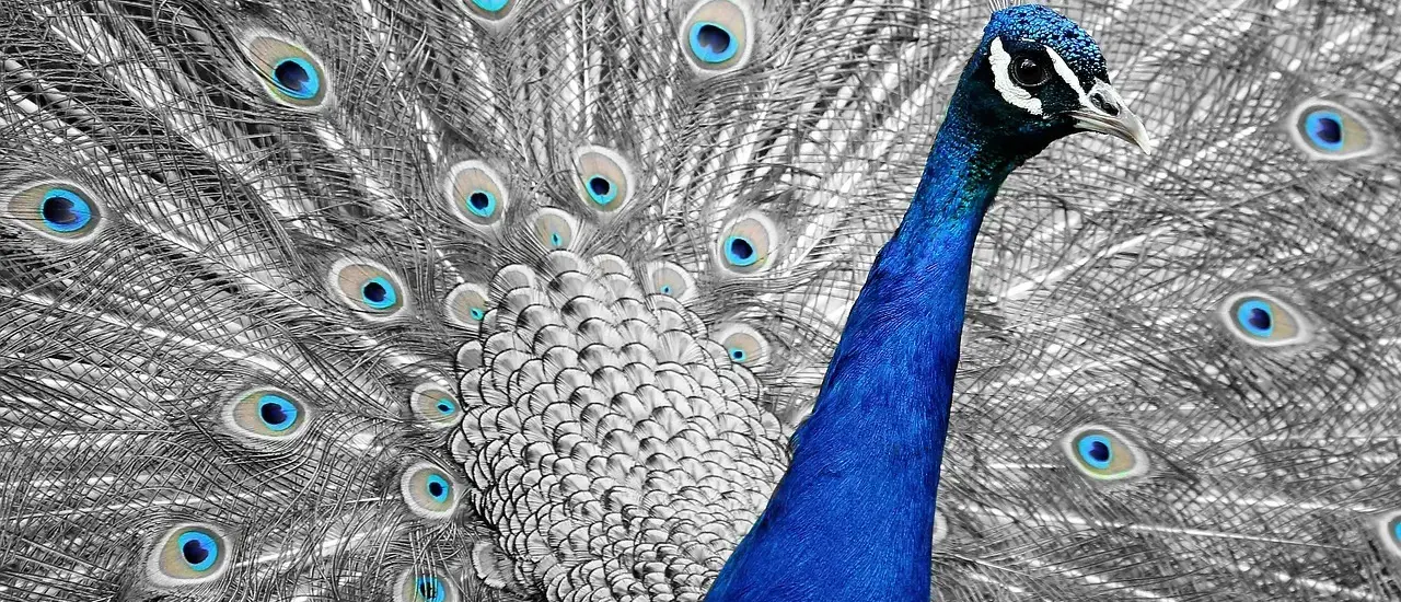 Kan jeg stadig bruge mine originale hjul og dæk med et sænkningssæt?