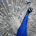 Kan jeg stadig bruge mine originale hjul og dæk med et sænkningssæt?